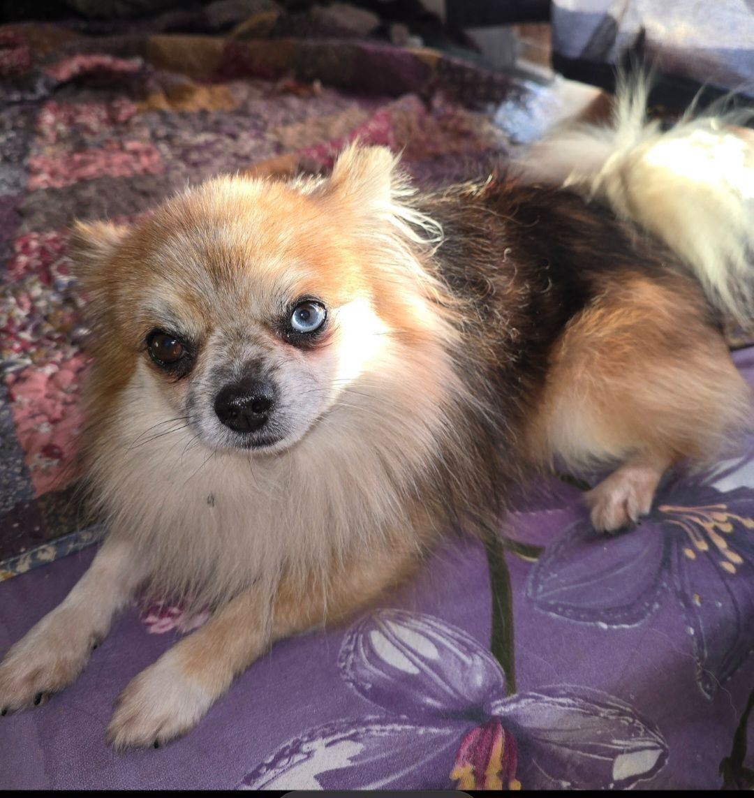 Pomeranien/chihuahua · 2025-10-28 · Vilhelmina · Nanny N.