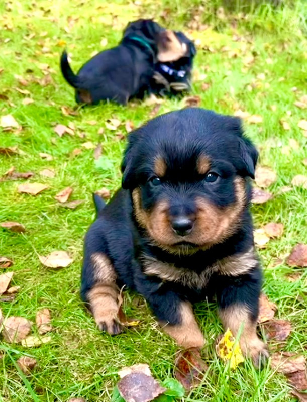 Rottweiler