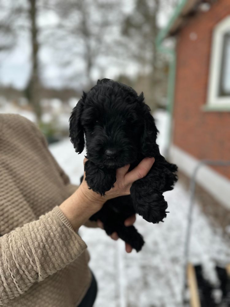Babsan hund och kattklipp , babsans cockerpoo