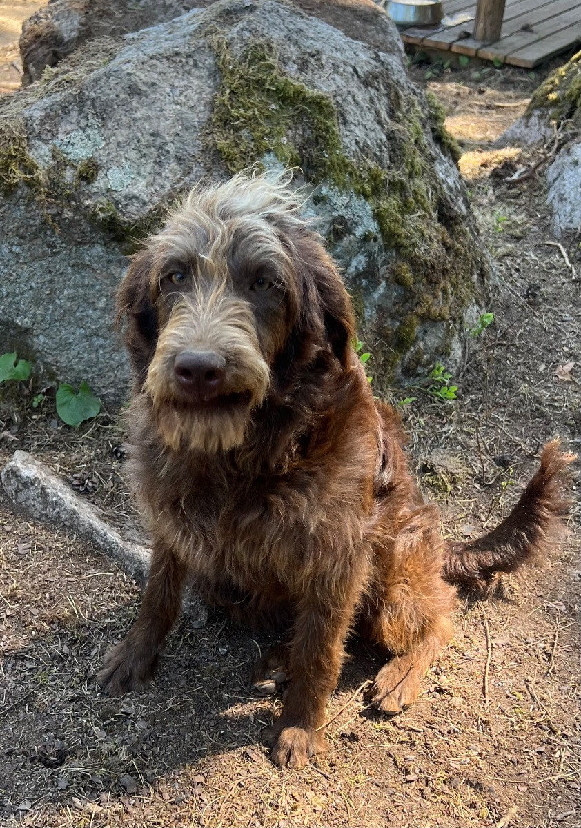 Isadoras Pudel och Cockerpoo