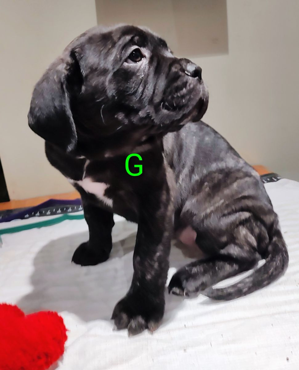 Cane Corso