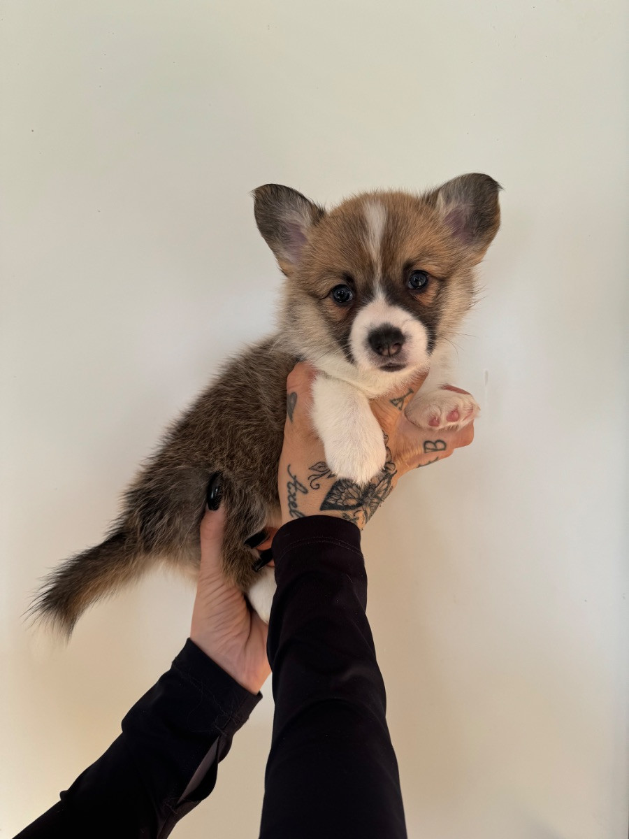 Balsbys corgi