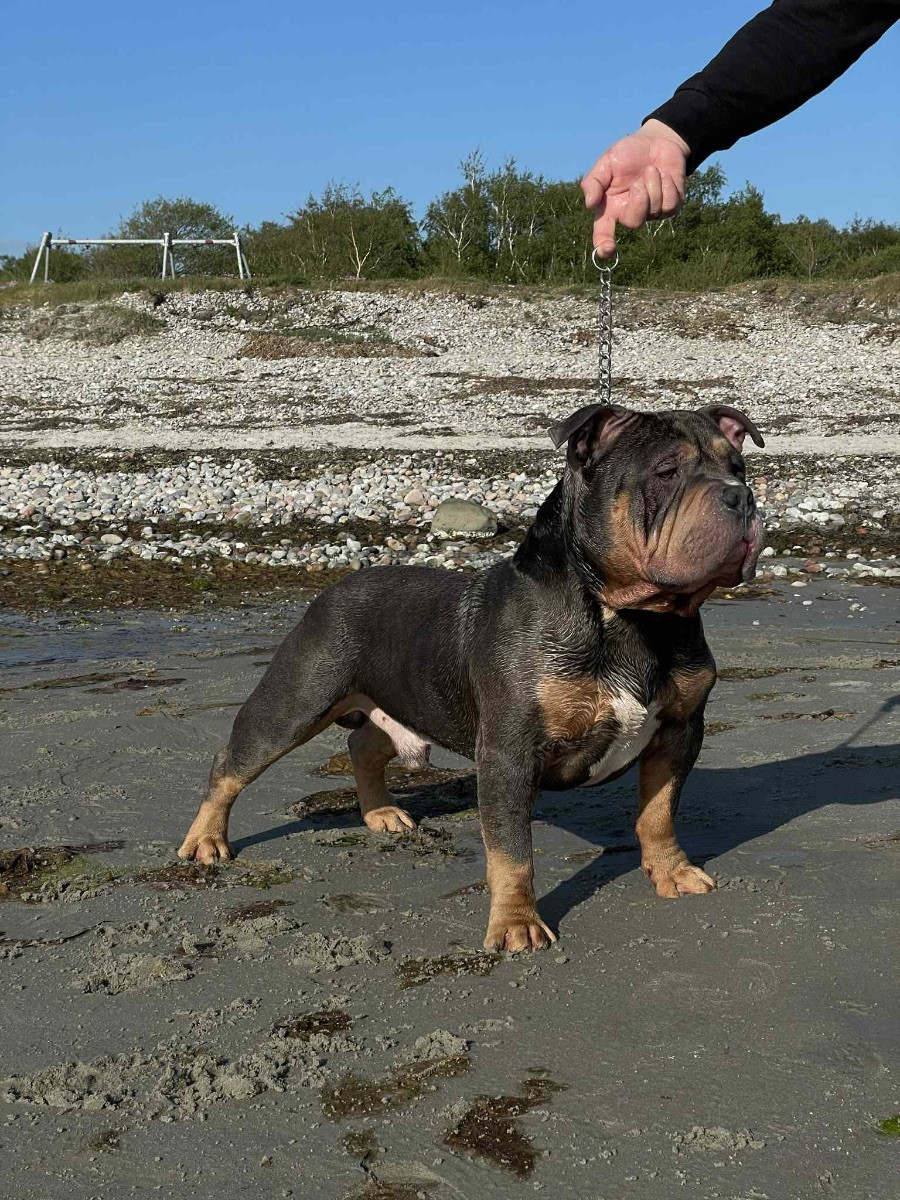 American Bully · 2026-01-14 · Karlstad · Zusanna D.