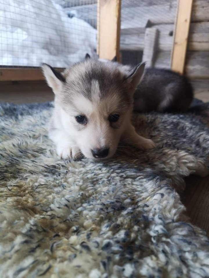 Lilltorpets Husky