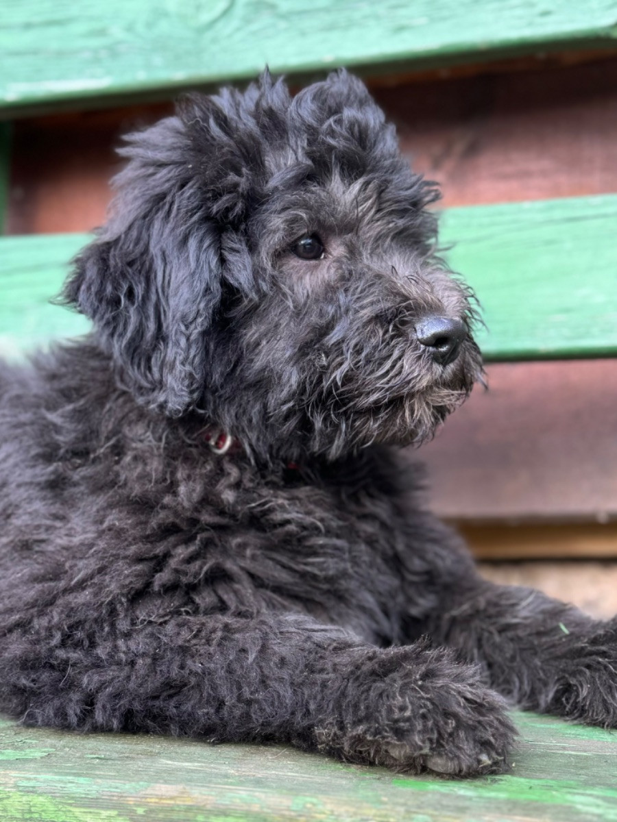 Isadoras Pudel och Cockerpoo