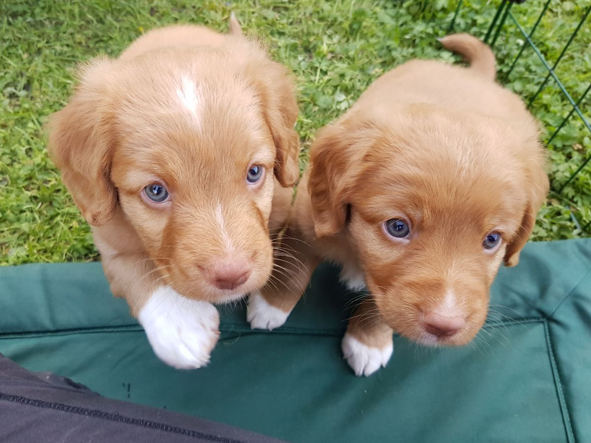 Amazing tollers