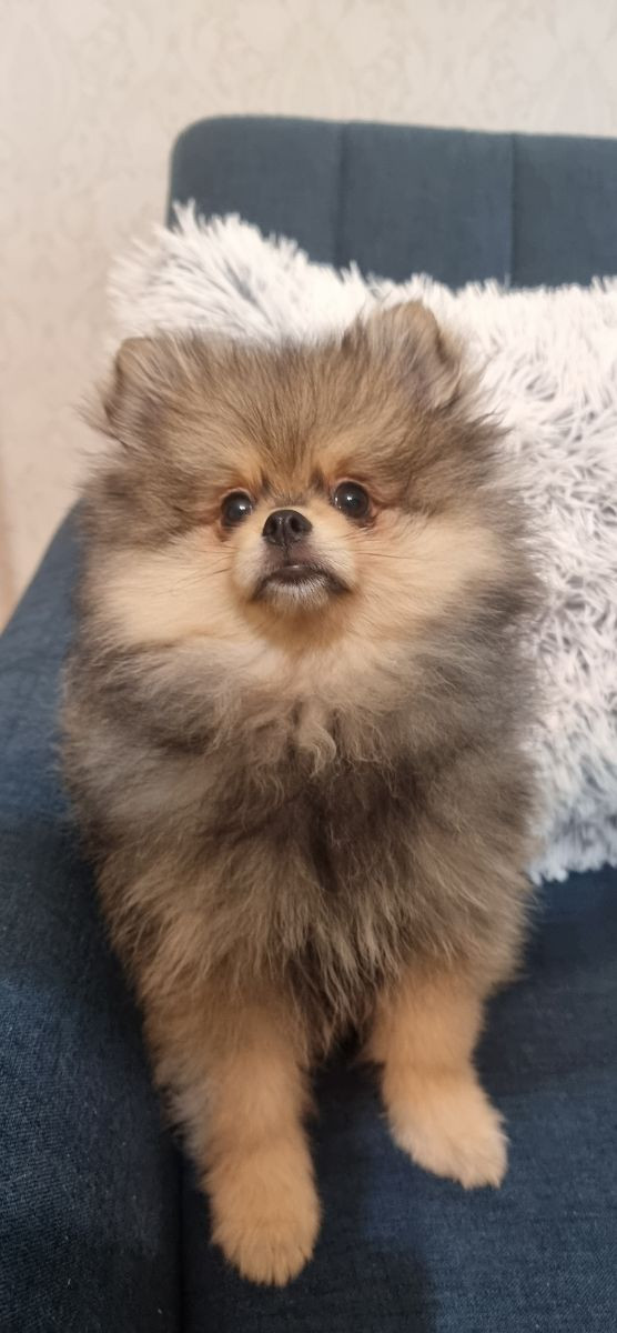 Pomeranian