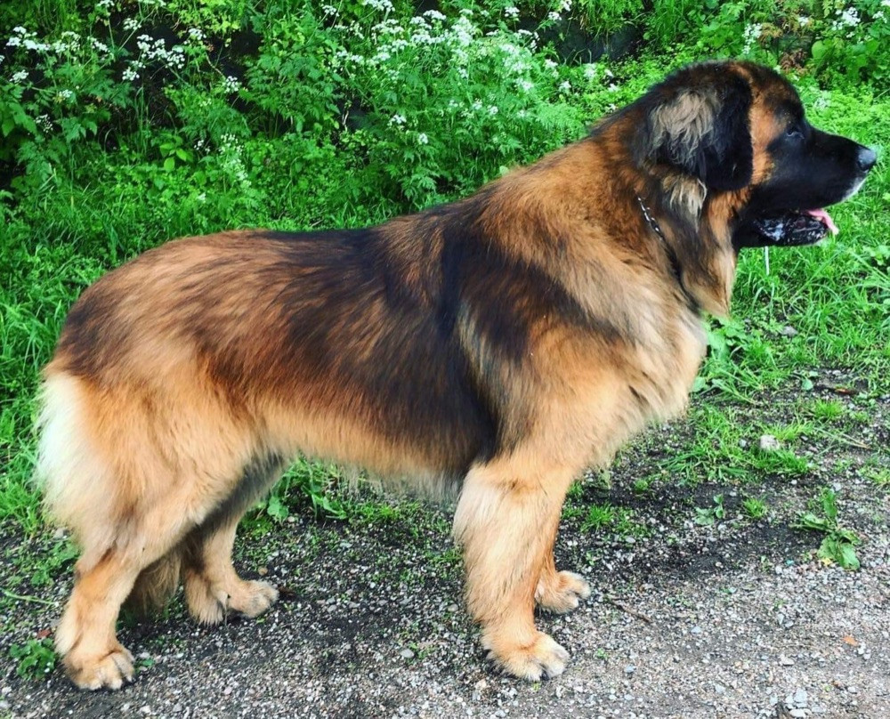 Järplidens Kennel