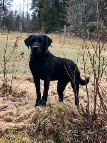 Labrador Retriever