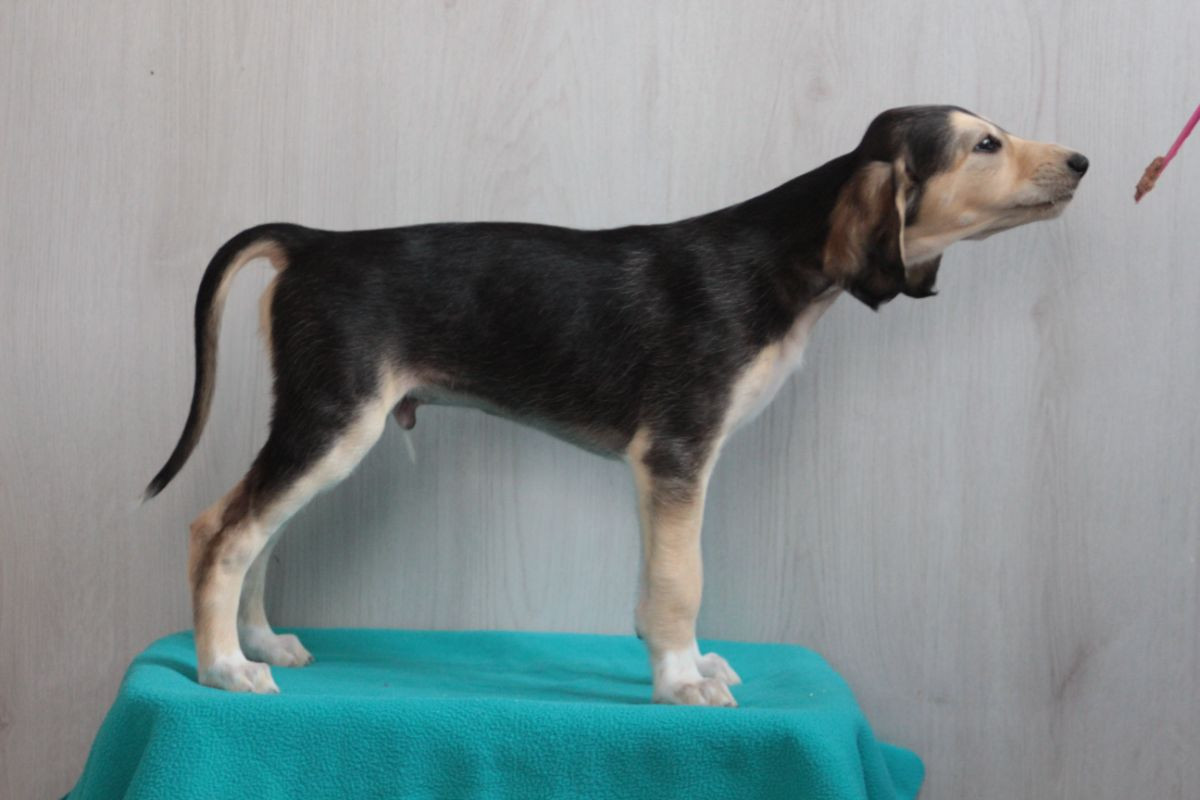 Saluki