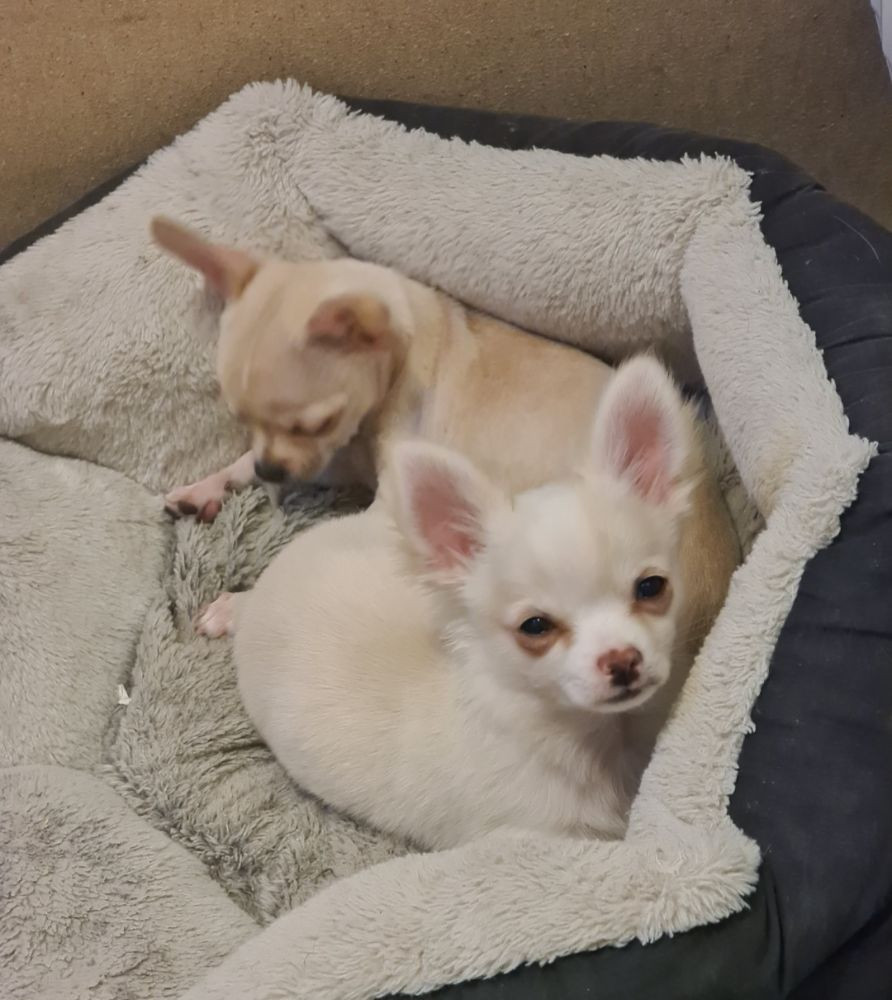 Chihuahua