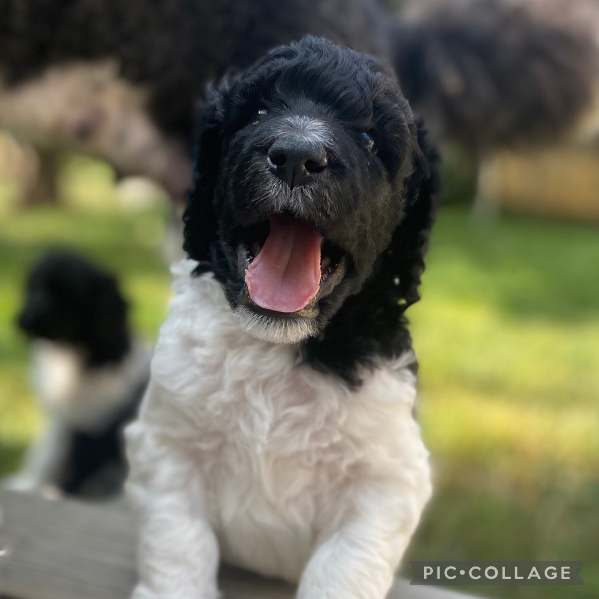 Spirit of Ronja