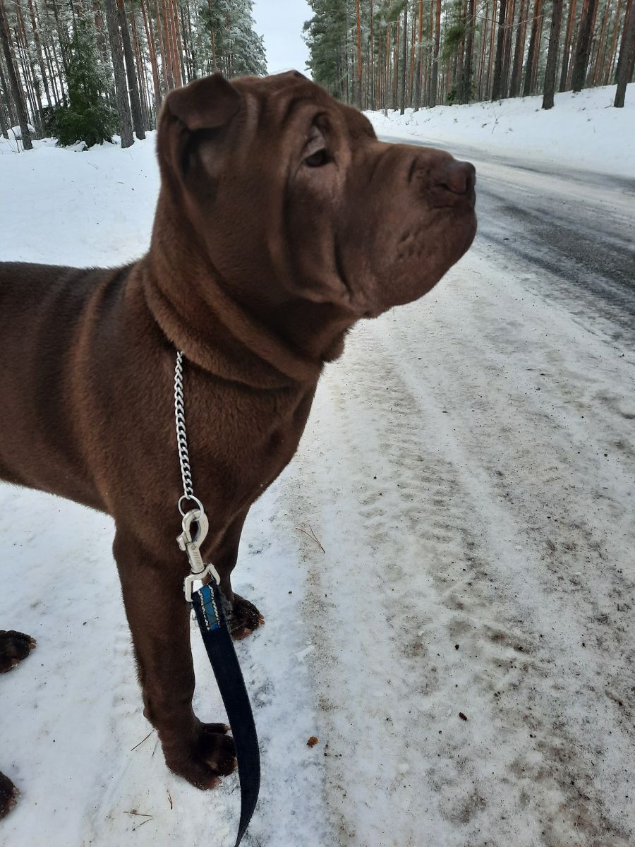 Shar Pei · 2025-07-03 · Vimmerby · Annika N.