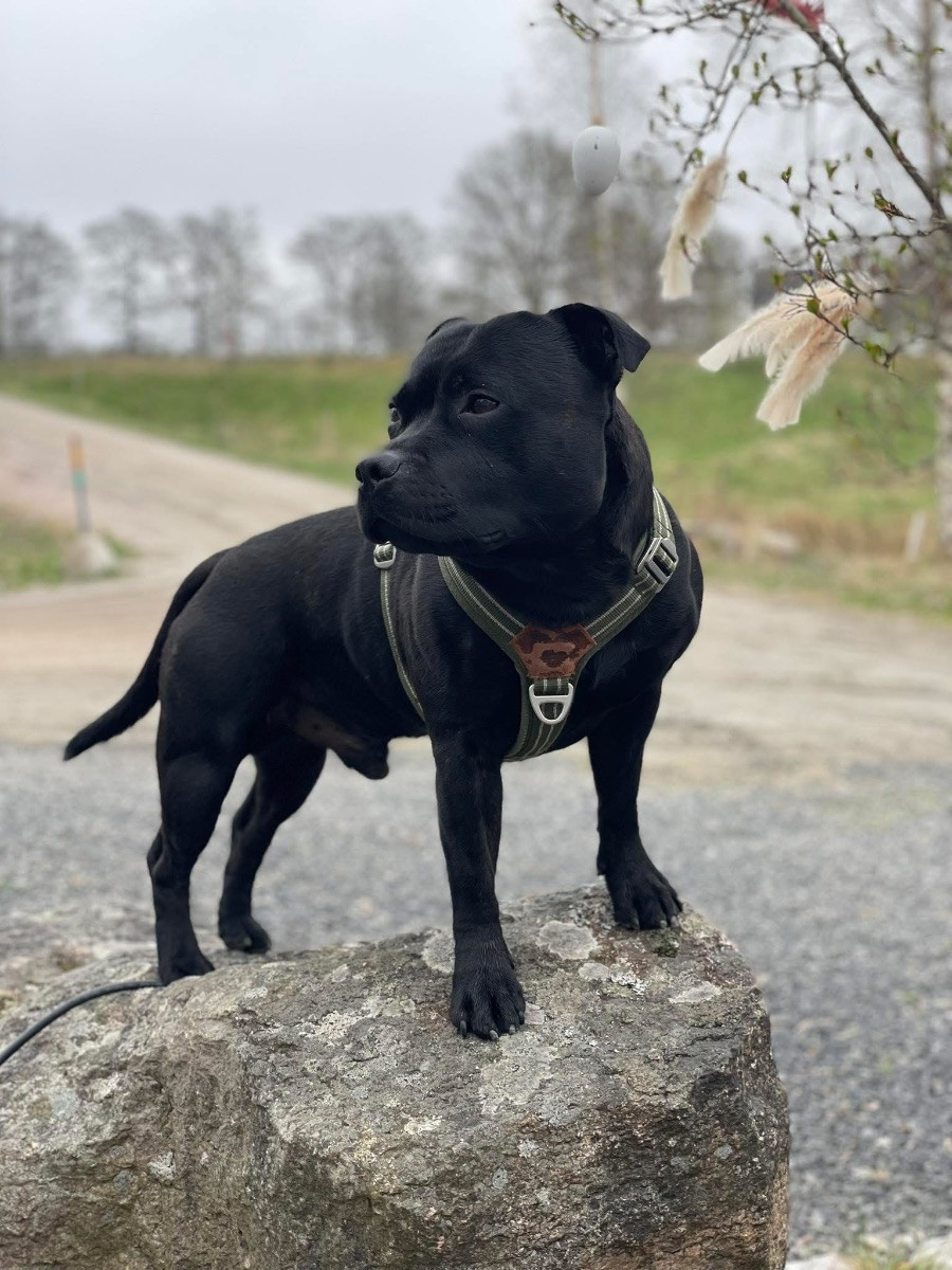 Staffordshire Bull Terrier