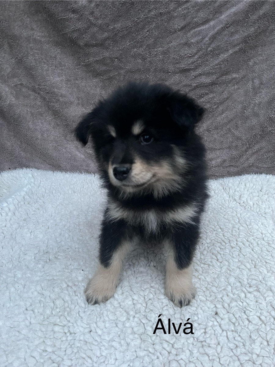 Finnish Lapphund