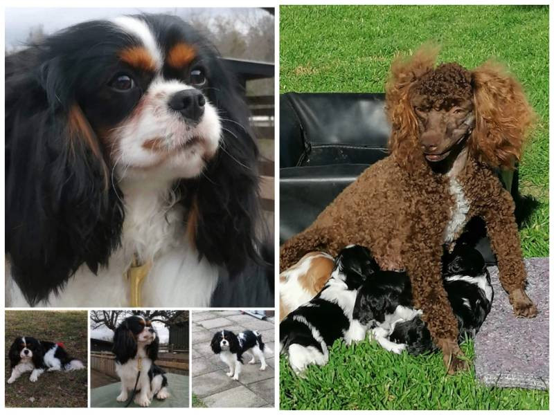 Hjortkvarns Cavapoo