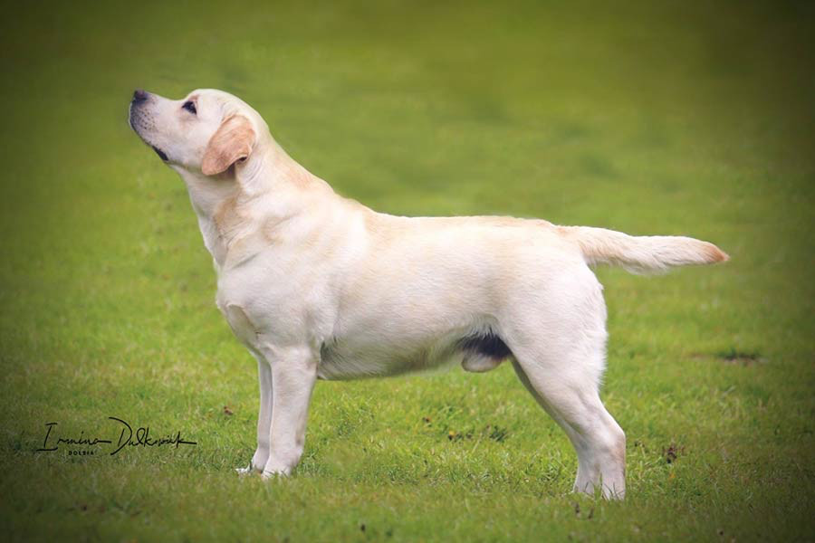 Labtrackdogx