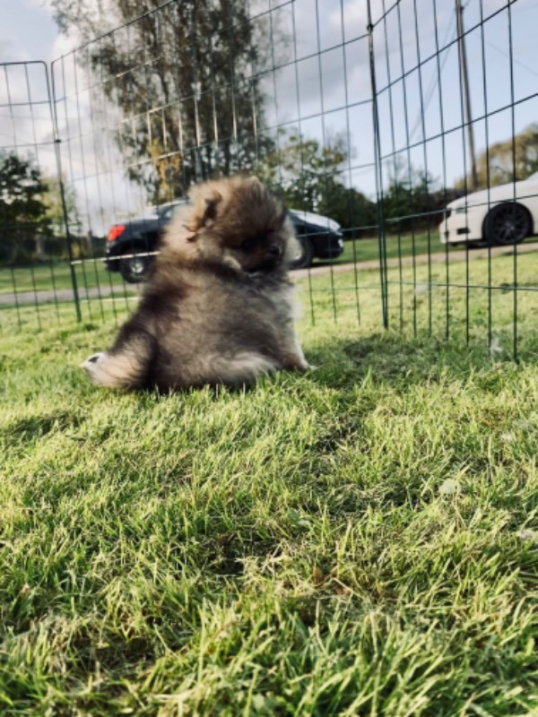 Pomeranian