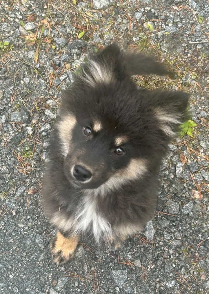 Finsk lapphund