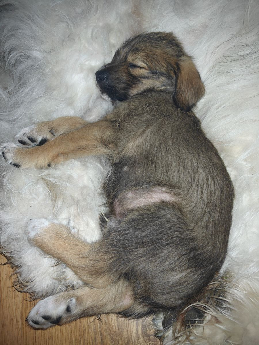 Rhodesian ridgeback Ciobanesc romanesc miorotic · 2025-09-20 · Grängesberg · Cissy C.