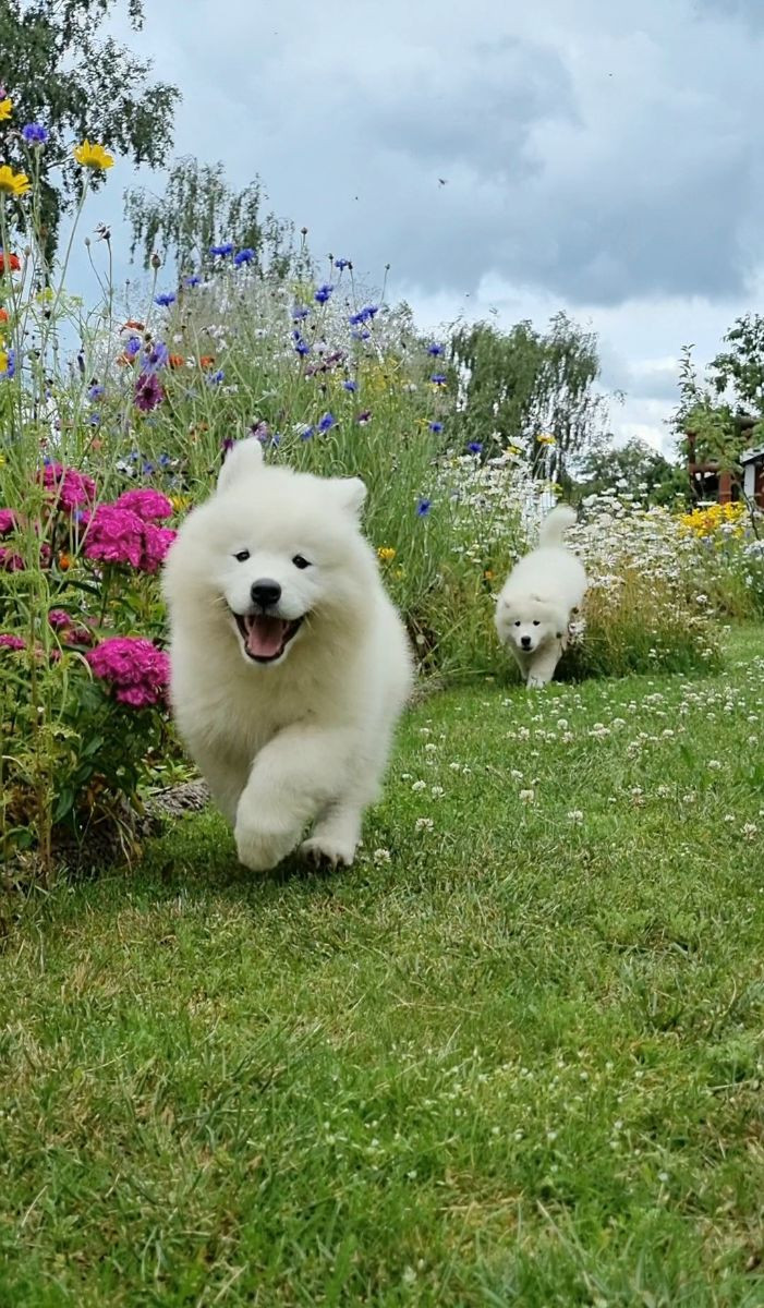 Furbulous Collection