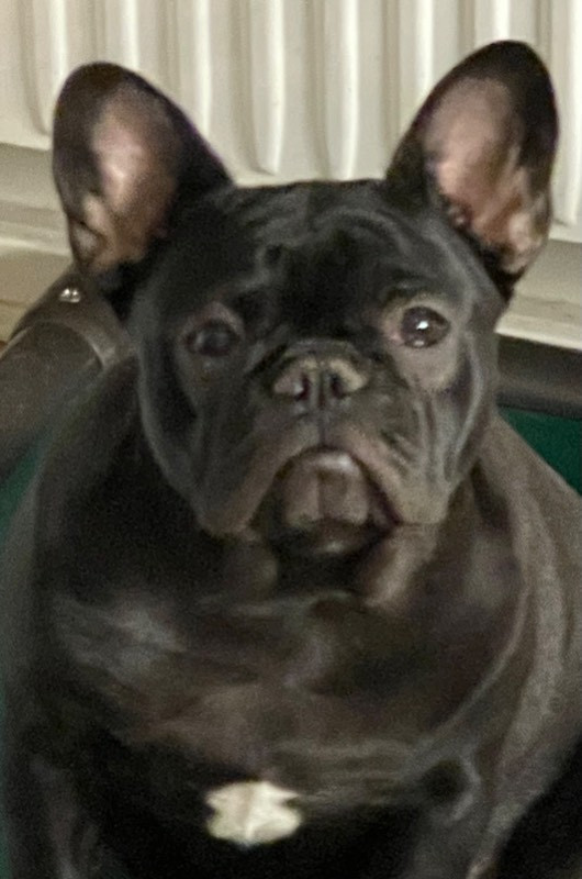 Los Dinegro's kennel