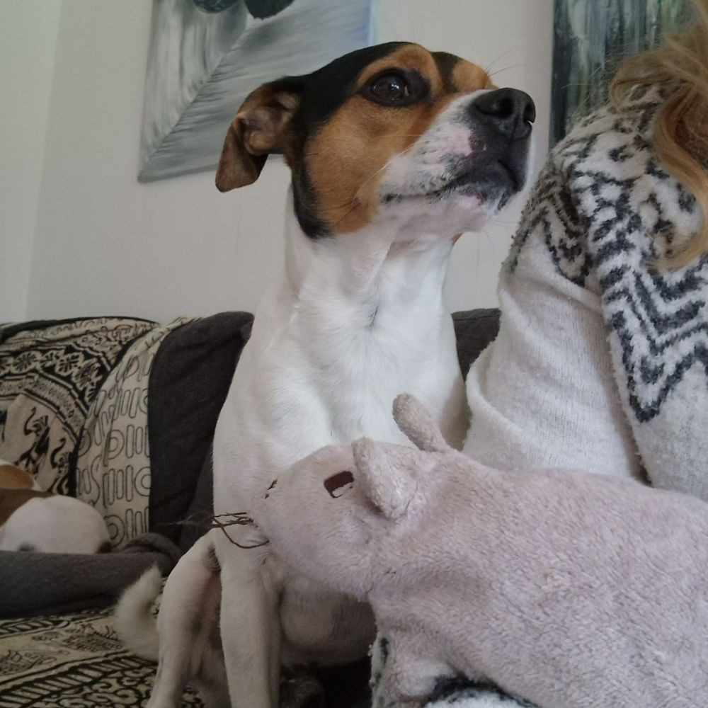Danish Swedish Farmdog