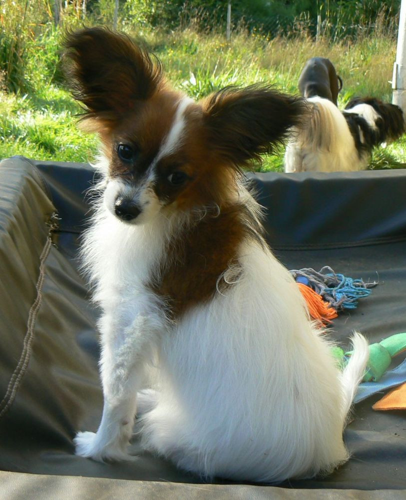 Papillon