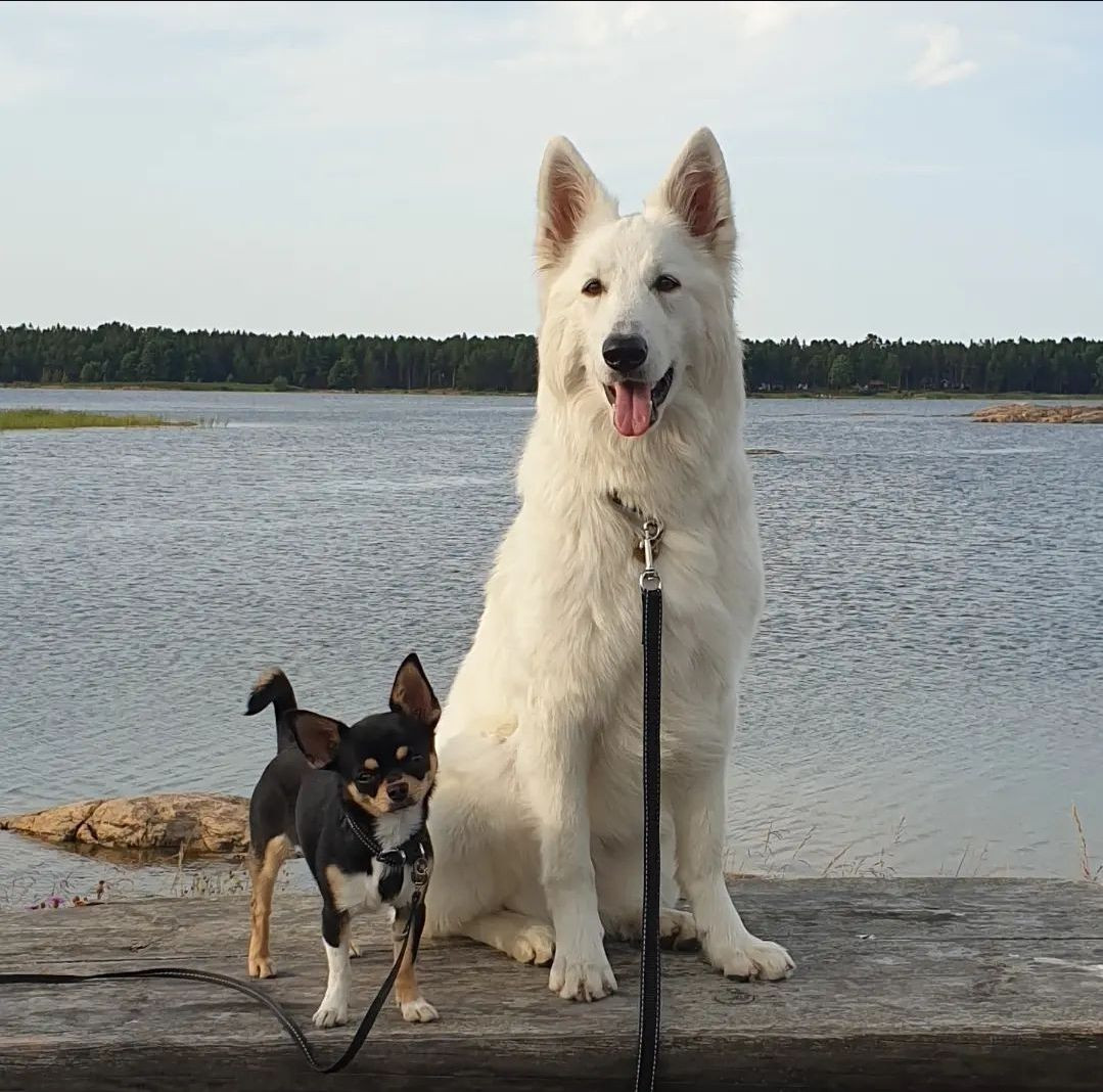 Krugårdens kennel