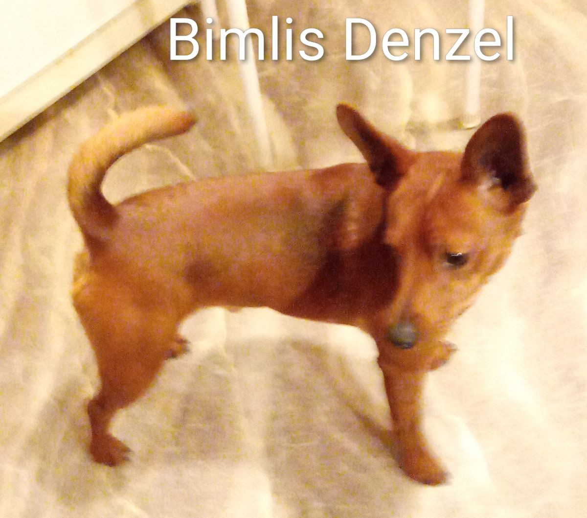 Miniature Pinscher