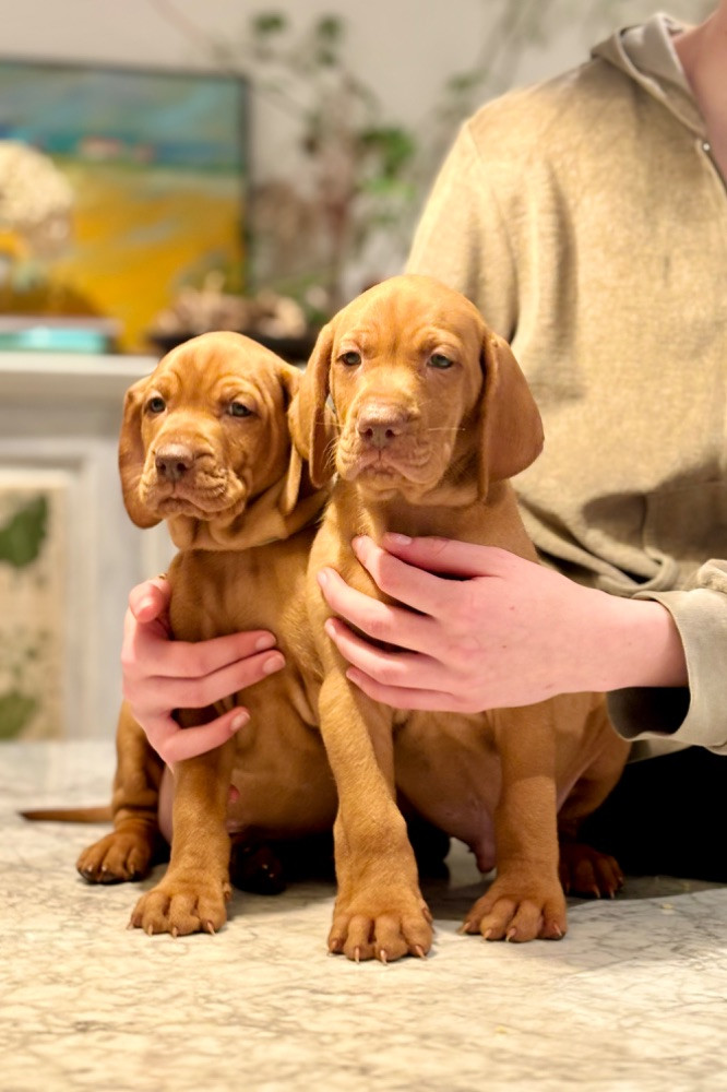 Lovizsla