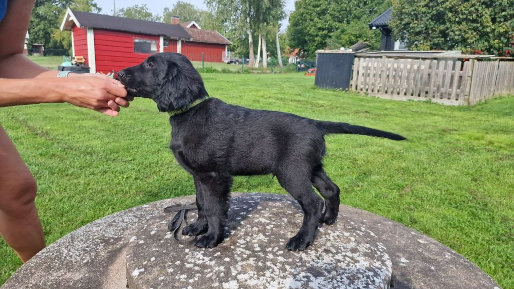 Trollkarlens Kennel