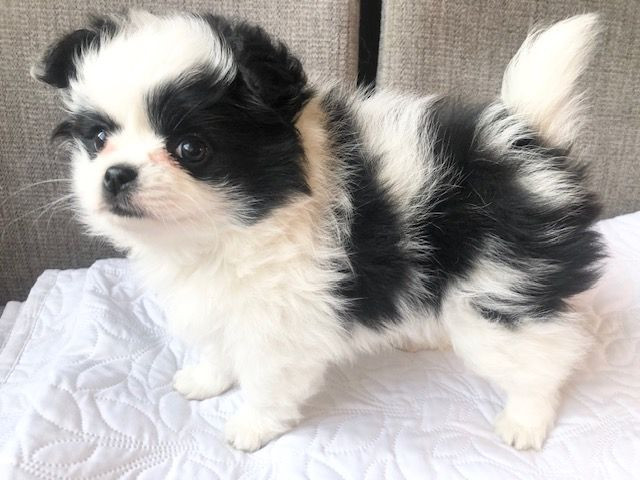Fluffers