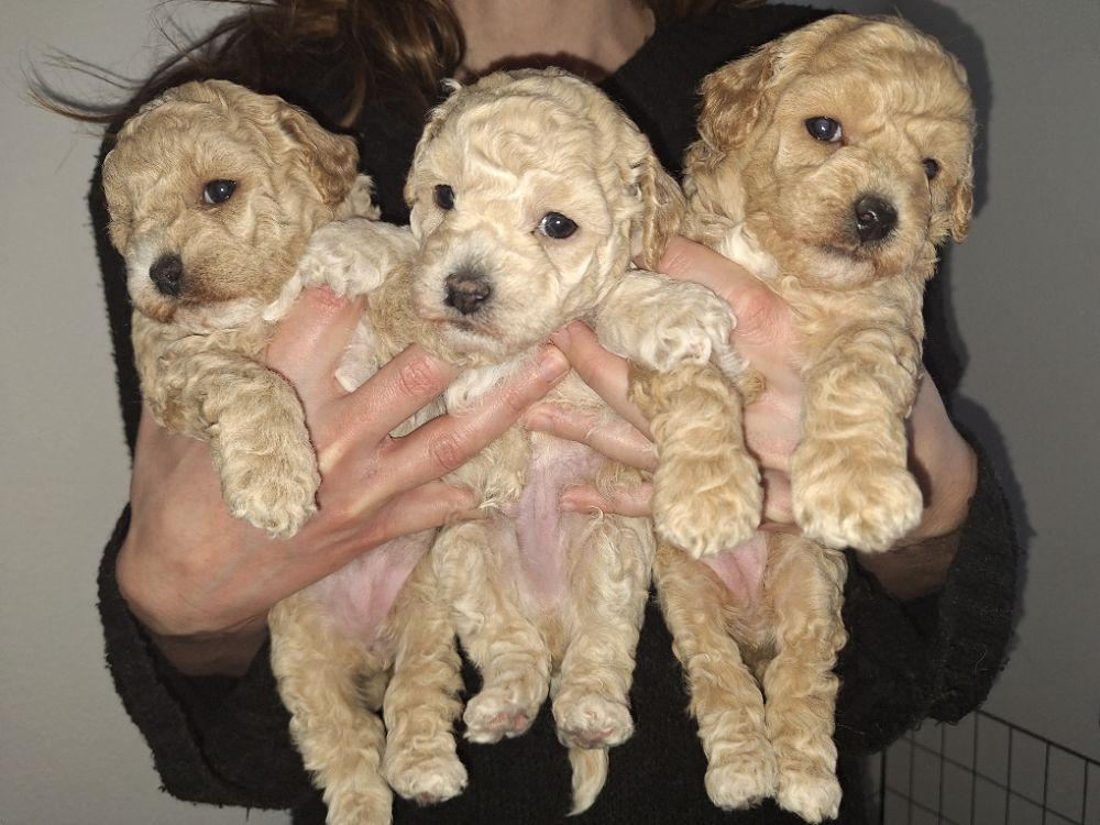 Bichonpoo
