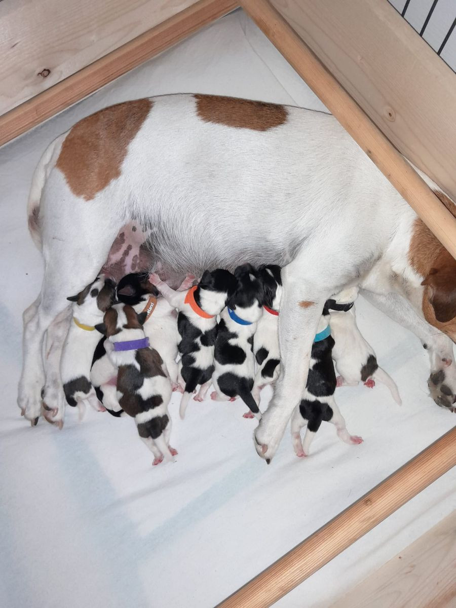 Danish Swedish Farmdog