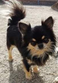 Chihuahua