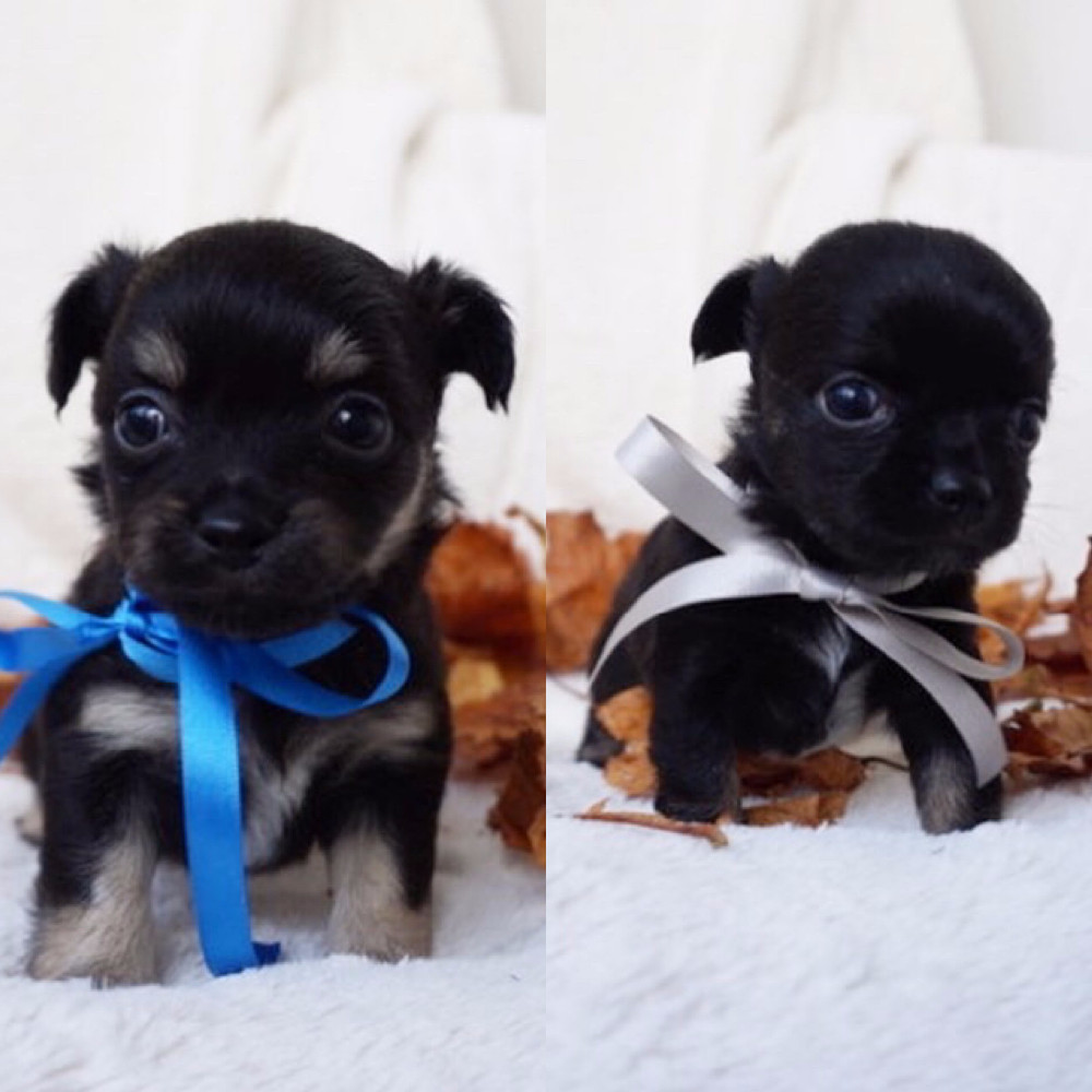 Chihuahua