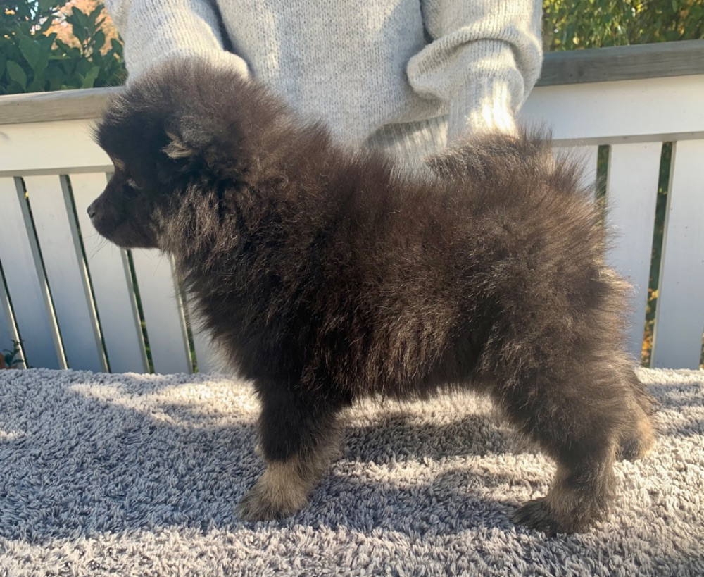 Finsk lapphund