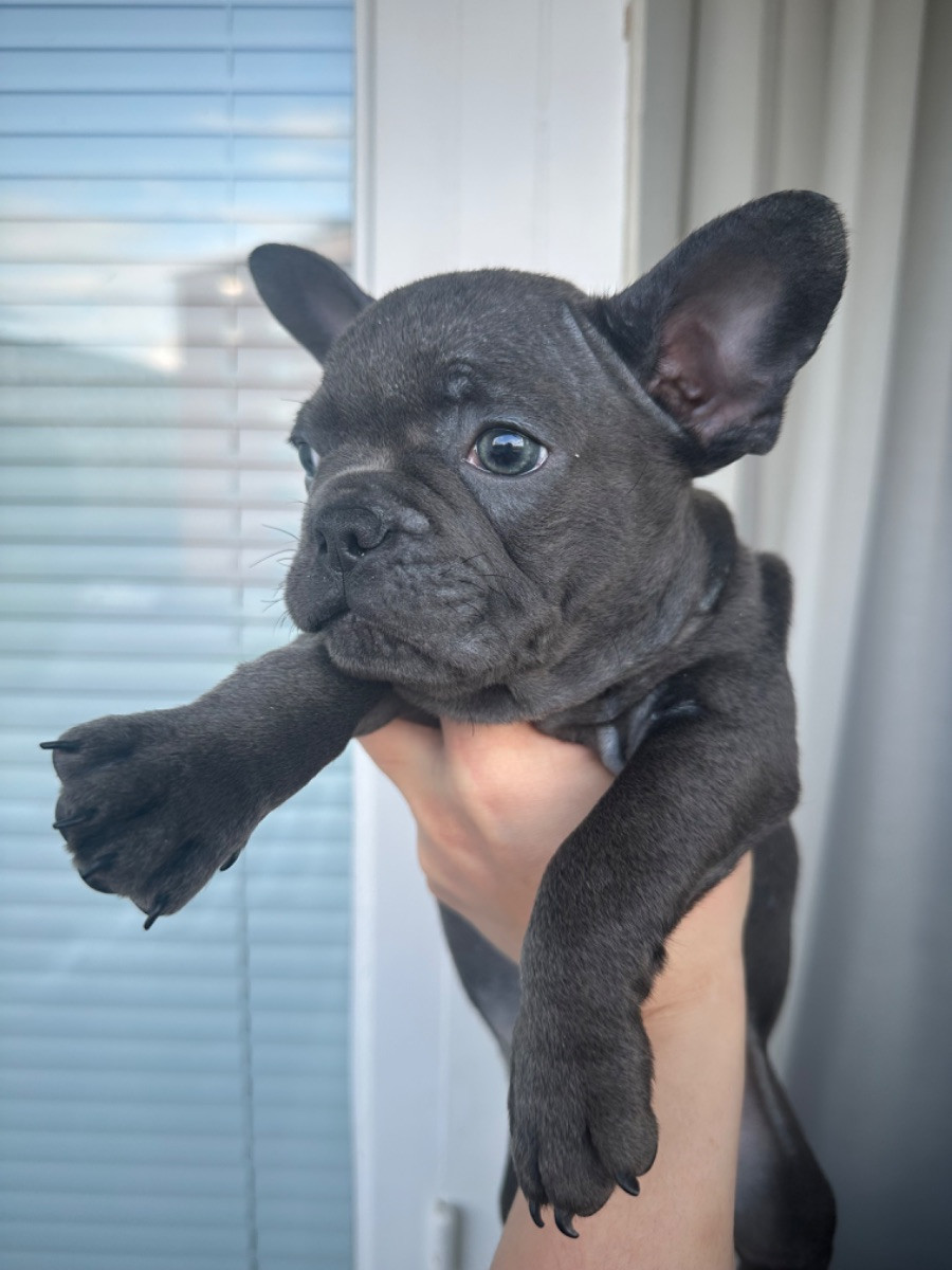 French Bulldog