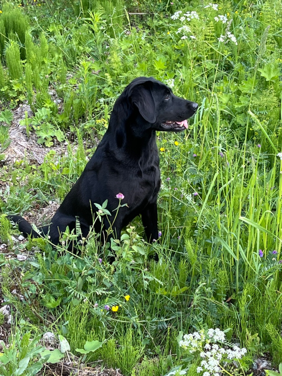 High dreams van ness Chilla