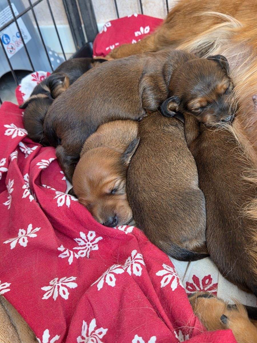 Fyrstjärnans