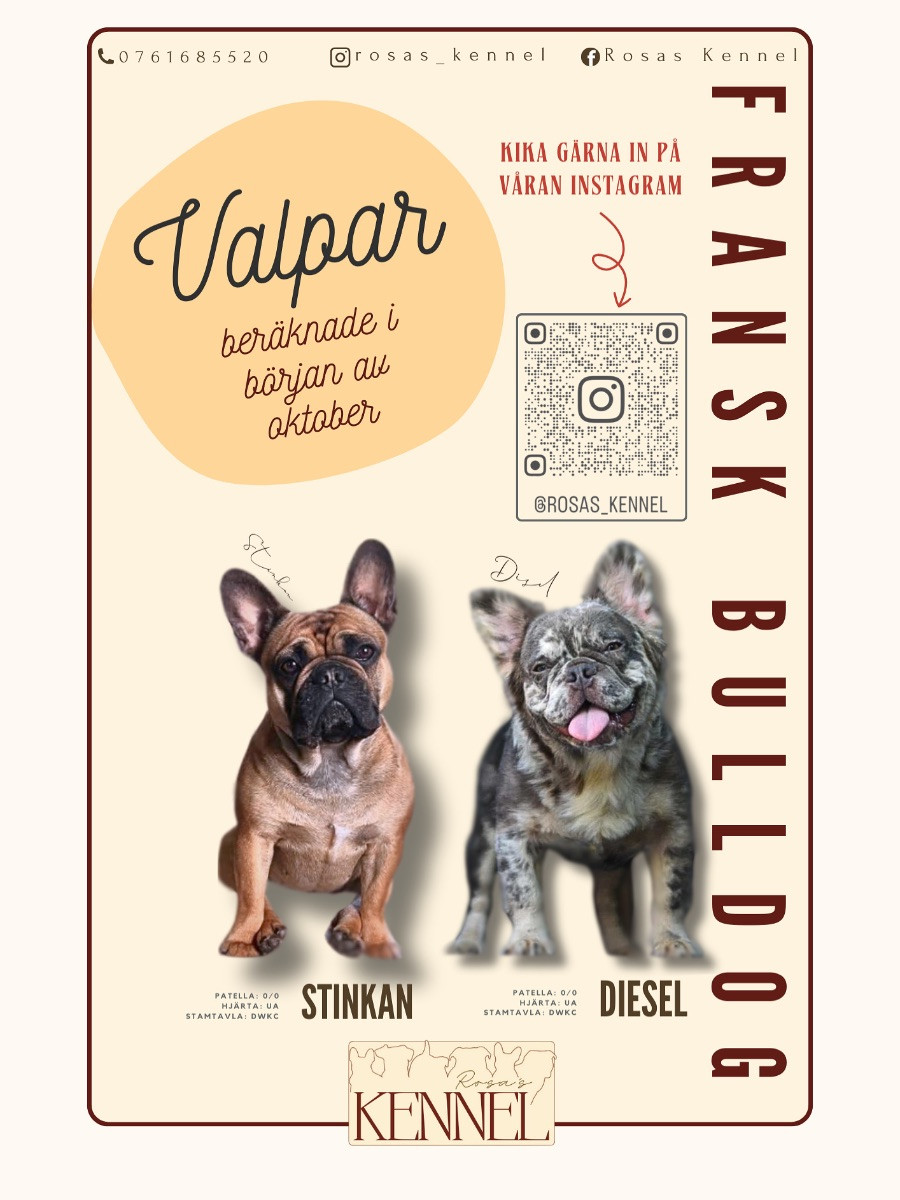 Fransk bulldogg