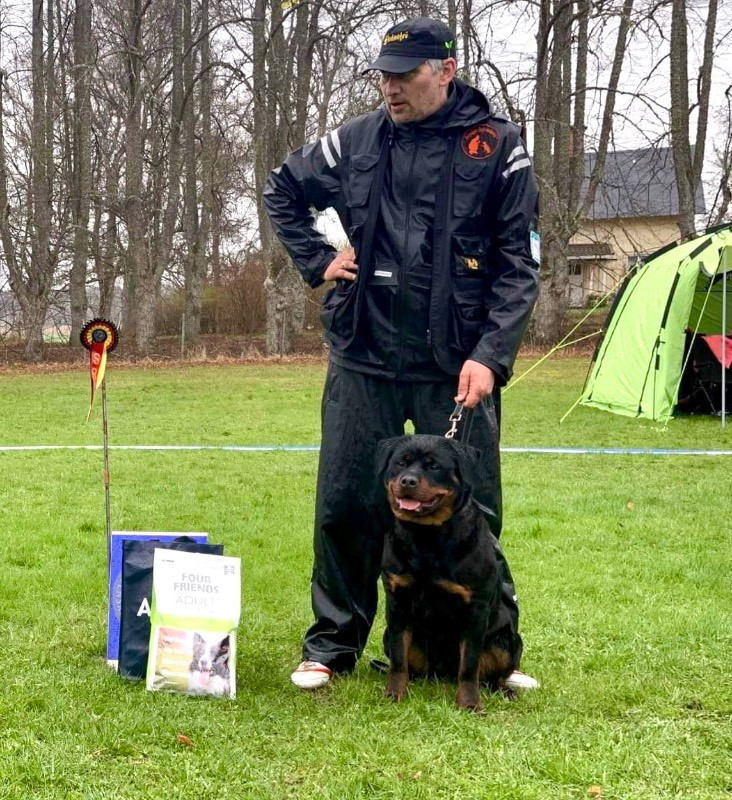 Rottweiler