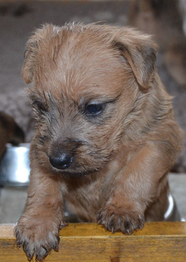 Irsk softcoated wheaten terrier