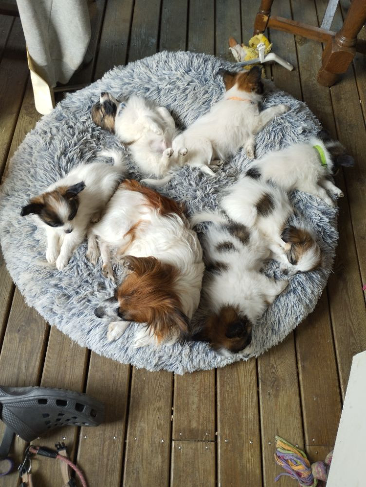 Papillon