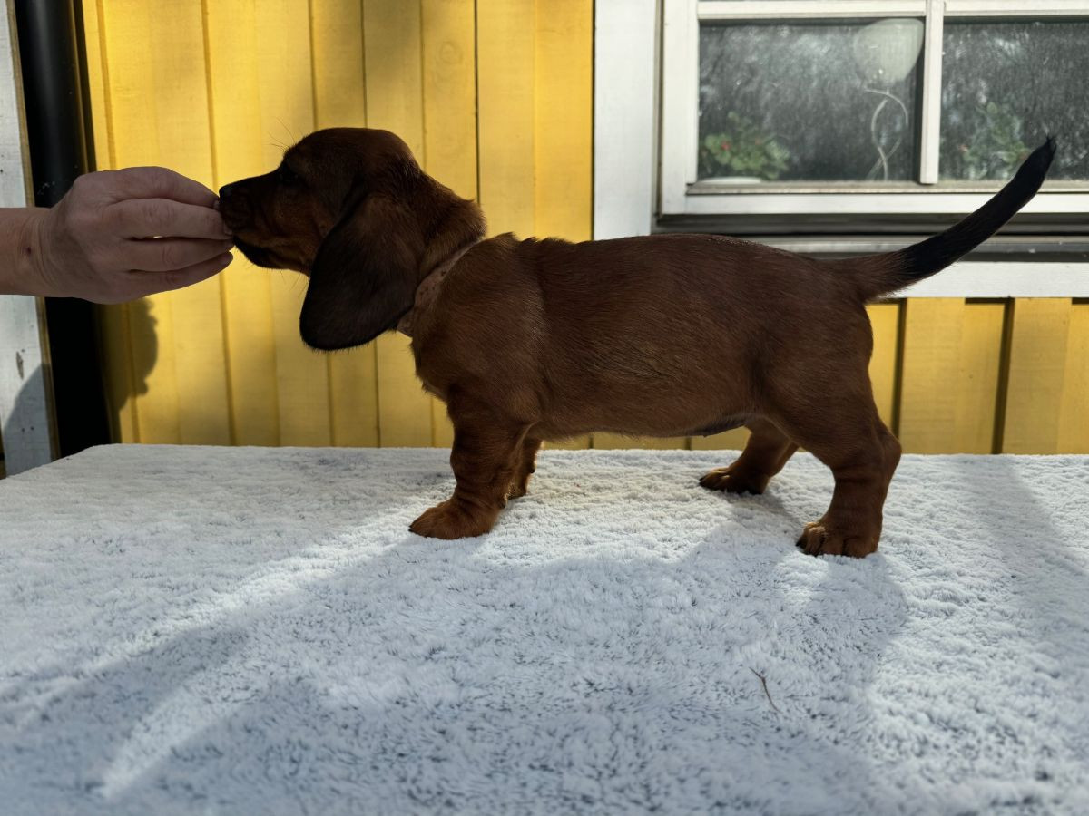Alpenländische dachsbracke