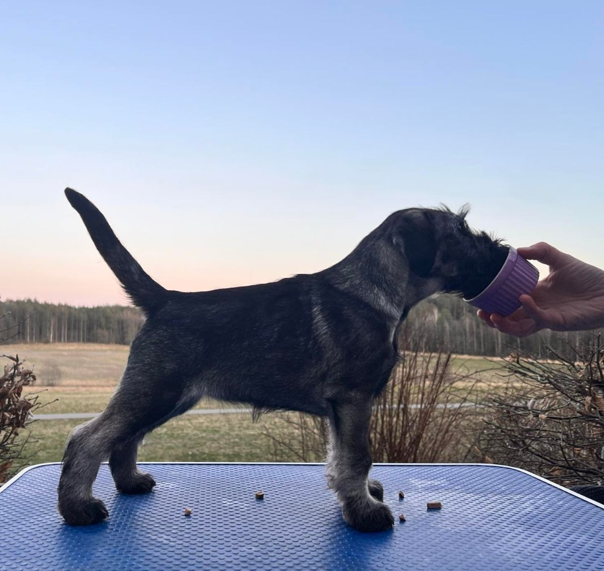 Standard Schnauzer