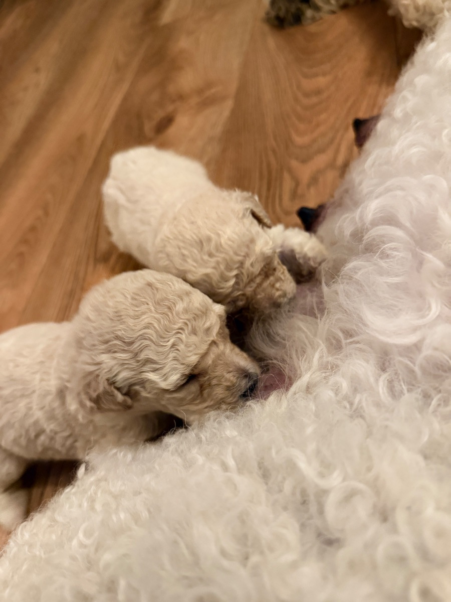 Labradoodle · 2025-11-08 · Sölvesborg · Rejus O.