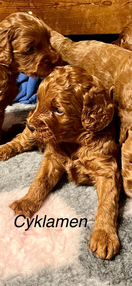 Australian Labradoodle · 2025-11-04 · Lerberget · Kajsa B.