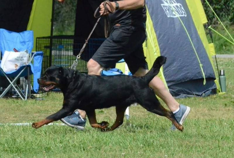 Balkan Iko’s Rottiss